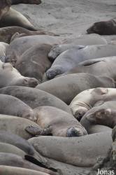 Piedras Blancas Elephant Seal Rookery