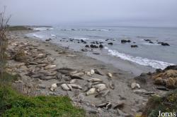 Piedras Blancas Elephant Seal Rookery