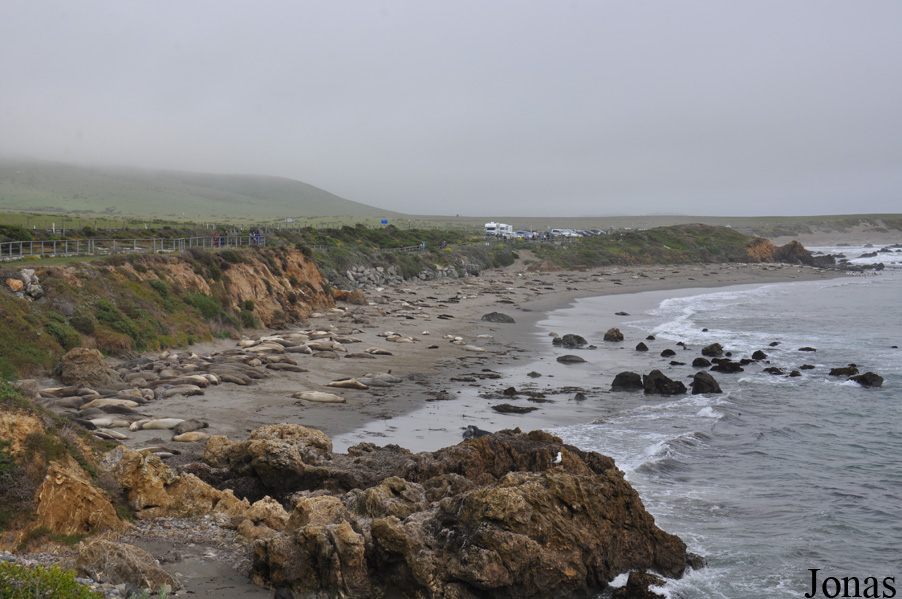 Piedras Blancas Elephant Seal Rookery