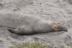 Piedras Blancas Elephant Seal Rookery