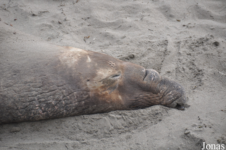Piedras Blancas Elephant Seal Rookery