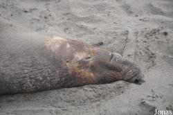 Piedras Blancas Elephant Seal Rookery