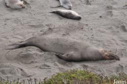 Piedras Blancas Elephant Seal Rookery