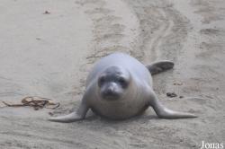 Piedras Blancas Elephant Seal Rookery