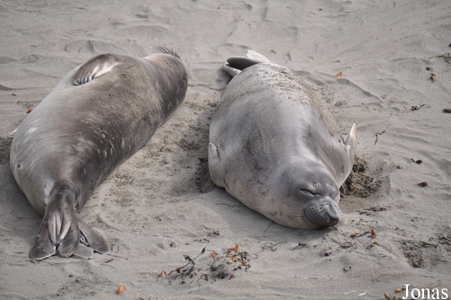 Piedras Blancas Elephant Seal Rookery