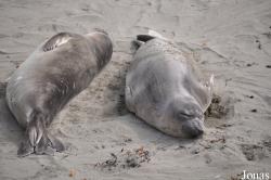 Piedras Blancas Elephant Seal Rookery