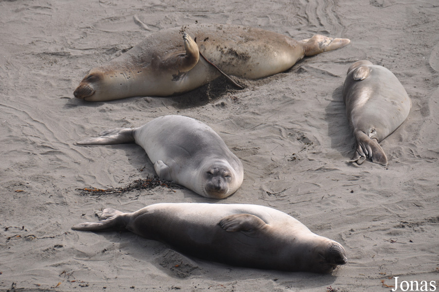 Piedras Blancas Elephant Seal Rookery