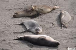 Piedras Blancas Elephant Seal Rookery