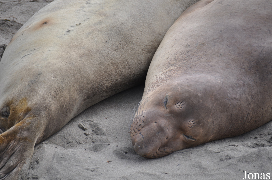 Piedras Blancas Elephant Seal Rookery