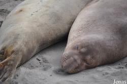 Piedras Blancas Elephant Seal Rookery