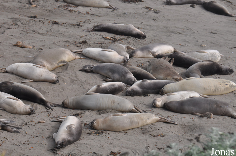 Piedras Blancas Elephant Seal Rookery