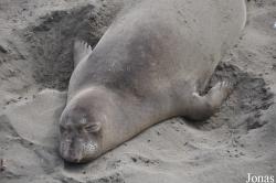Piedras Blancas Elephant Seal Rookery