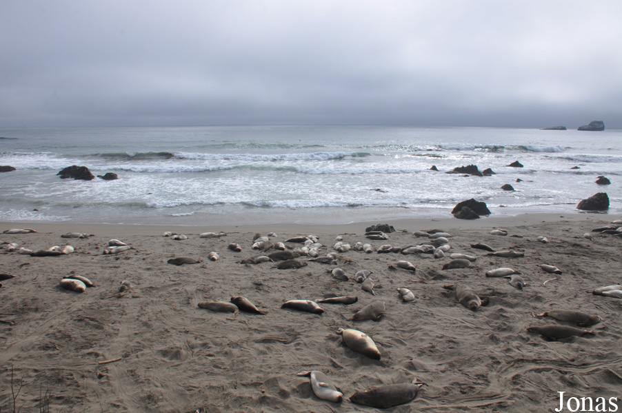 Piedras Blancas Elephant Seal Rookery