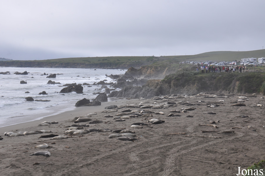 Piedras Blancas Elephant Seal Rookery
