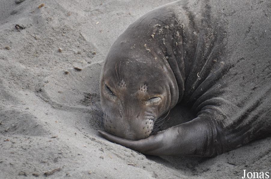 Piedras Blancas Elephant Seal Rookery