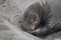 Piedras Blancas Elephant Seal Rookery