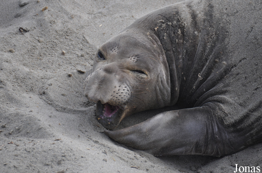 Piedras Blancas Elephant Seal Rookery