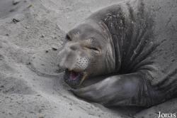 Piedras Blancas Elephant Seal Rookery