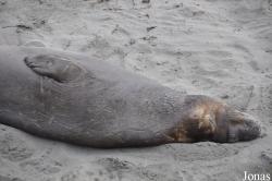 Piedras Blancas Elephant Seal Rookery