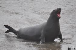 Piedras Blancas Elephant Seal Rookery