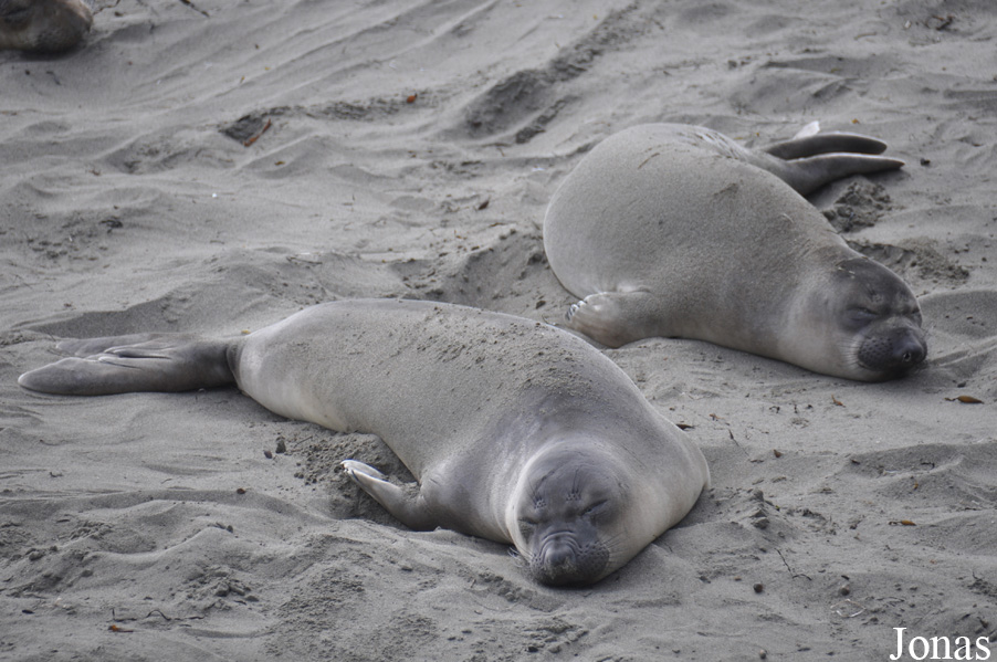 Piedras Blancas Elephant Seal Rookery