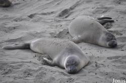 Piedras Blancas Elephant Seal Rookery