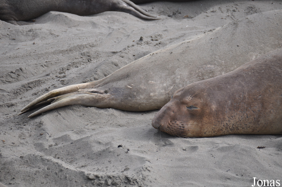 Piedras Blancas Elephant Seal Rookery