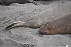 Piedras Blancas Elephant Seal Rookery