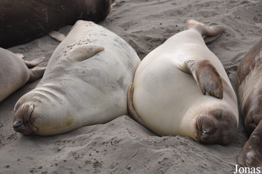 Piedras Blancas Elephant Seal Rookery