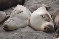 Piedras Blancas Elephant Seal Rookery