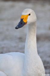 Cygnus columbianus bewickii