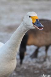 Blackbrook Zoological Park