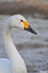 Blackbrook Zoological Park