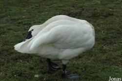 Cygnus columbianus columbianus