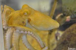 Octopus bimaculoides