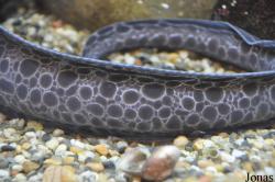 Anarrhichthys ocellatus