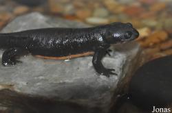 Taricha torosa