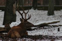 Tierpark Dählhölzli