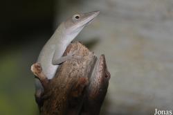 Anolis porcatus