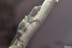 Anolis argenteolus