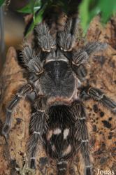 Natural History Museum of Los Angeles County