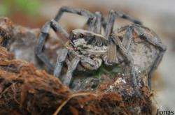 Hogna carolinensis