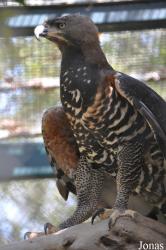 Los Angeles Zoo