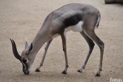 Los Angeles Zoo