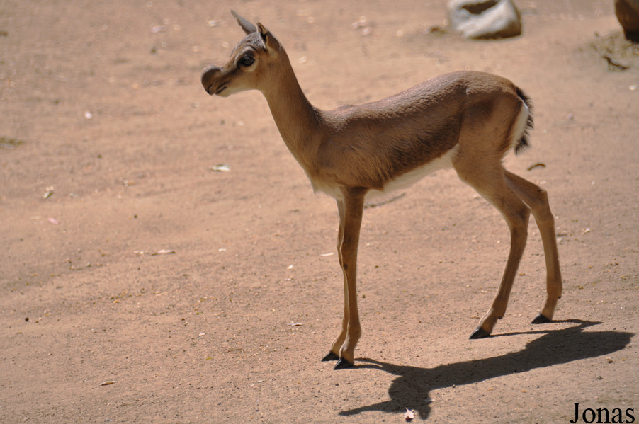 Los Angeles Zoo