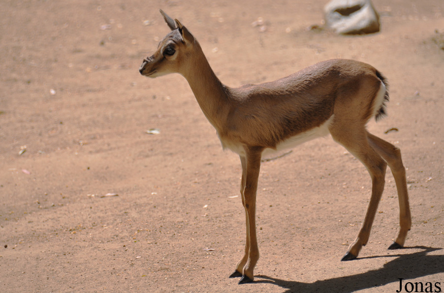 Los Angeles Zoo