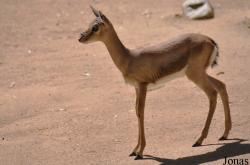 Los Angeles Zoo