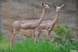 Los Angeles Zoo