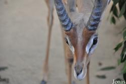 Los Angeles Zoo