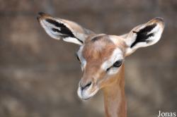 Los Angeles Zoo